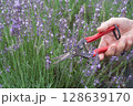 ラベンダー摘み取り 128639170