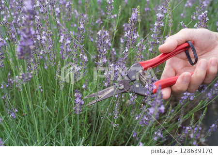 ラベンダー摘み取り 128639170