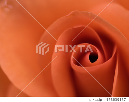 5月に美しく咲いたオレンジ色のバラ「プリンセス･ミチコ」 128639187