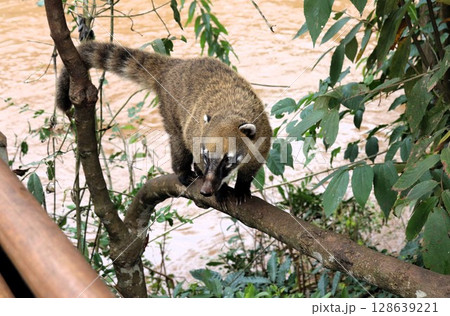 イグアスの滝でみつけた野生のハナグマ　アルゼンチン側　南米 128639221