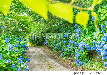 森の中にある紫陽花の花 観光スポット 「人吉市・あじさい蓮華パーク」 森の中にある紫陽花の花 観光スポット 「人吉市・あじさい蓮華パーク」 128639258