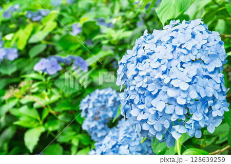 (紫陽花の花)森の中にある紫陽花の花　観光スポット　「人吉市・あじさい蓮華パーク」 128639259