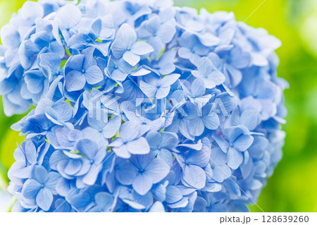 (アジサイの花クローズアップ)森の中にある紫陽花の花　観光スポット　「人吉市・あじさい蓮華パーク」 128639260
