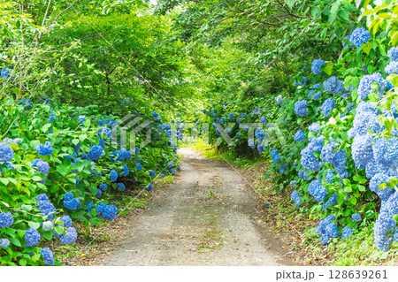 森の中にある紫陽花の花　観光スポット　「人吉市・あじさい蓮華パーク」 128639261