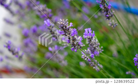 A vibrant close-up of fragrant lavender flowers in full bloom, showcasing their distinctive purple hues and delicate structure. A vibrant close-up of fragrant lavender flowers in full bloom, showcasing their distinctive purple hues and delicate structure. 128639522