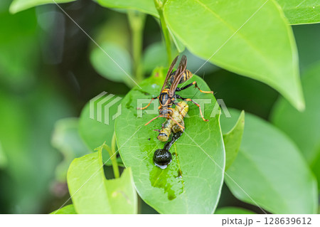芋虫を捕食するキアシナガバチ 128639612