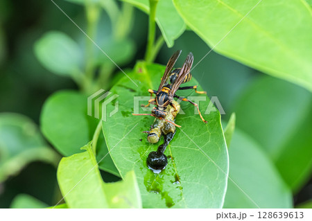 芋虫を捕食するキアシナガバチ 128639613