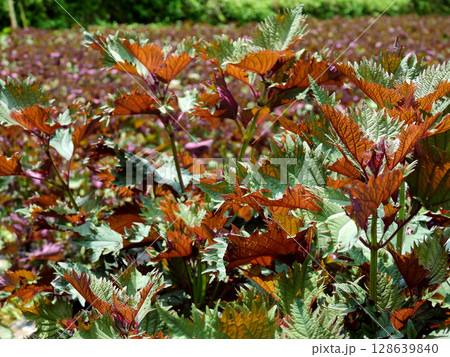 カラフルなシソの葉 128639840