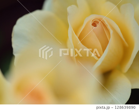 5月に咲いた黄色く美しいバラの花「ザ･ポエッツ･ワイフ」 128639890