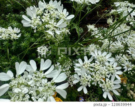 白い花が植えられた花壇/The flowers 白い花が植えられた花壇/The flowers 128639944
