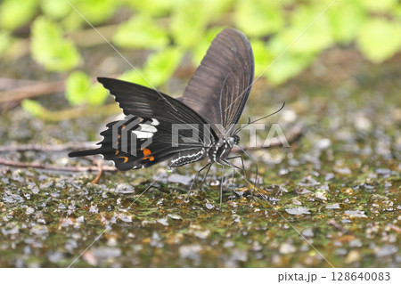 モンキアゲハの吸水 128640083