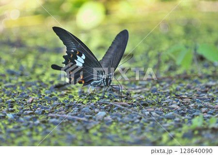 モンキアゲハの吸水 128640090