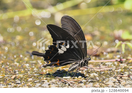 モンキアゲハの吸水 モンキアゲハの吸水 128640094