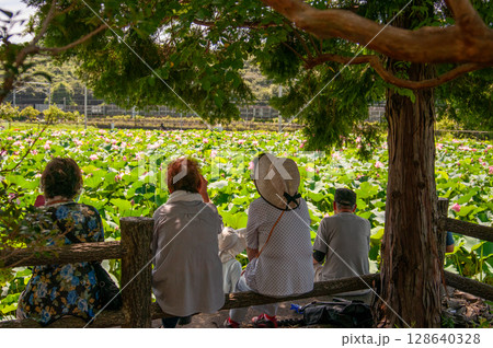 神奈川県大磯町の東の池　厳島神社分社 128640328