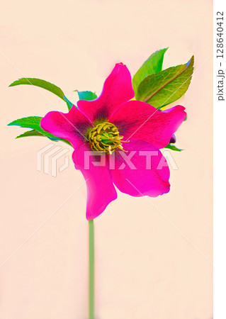 赤いレンテンローズの花 赤いレンテンローズの花 128640412