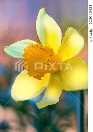 黄色いキズイセンの花 128640431