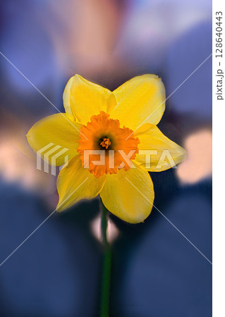 黄色いキズイセンの花 128640443