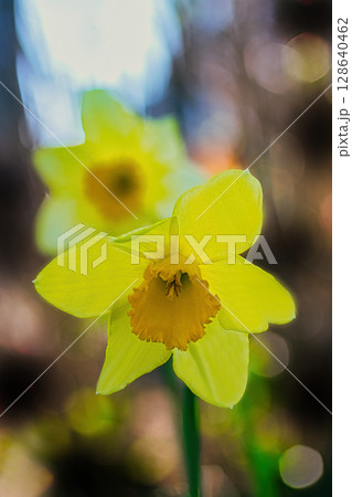 黄色いキズイセンの花 黄色いキズイセンの花 128640462