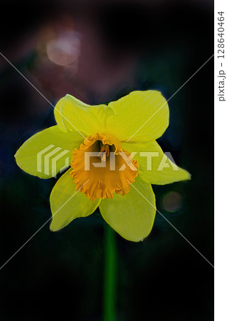 黄色い水仙の花 128640464
