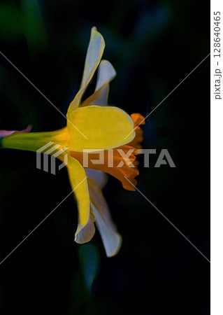黄色い水仙 128640465