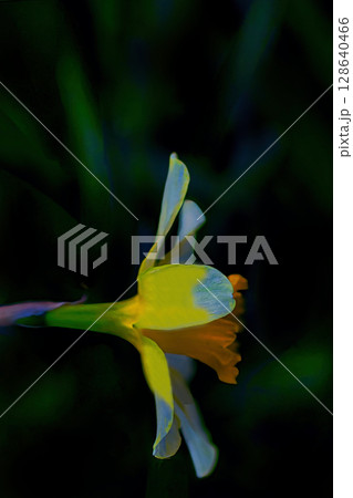 黄色いキズイセンの花 黄色いキズイセンの花 128640466