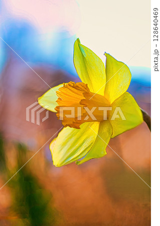 黄色いキズイセンの花 黄色いキズイセンの花 128640469