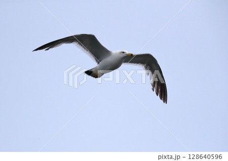 青空とウミネコ　イメージ 128640596