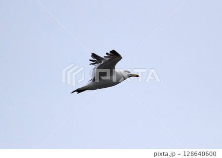 青空とウミネコ　イメージ 128640600