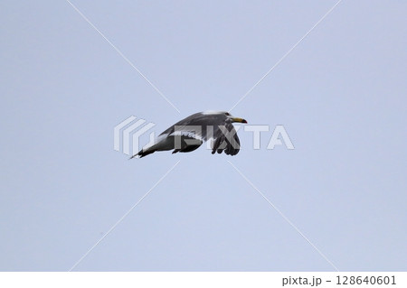 青空とウミネコ　イメージ 128640601