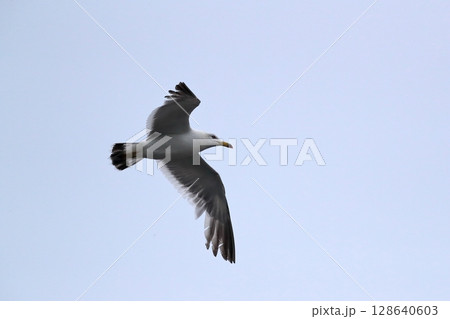 青空とウミネコ　イメージ 128640603