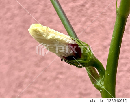 プランター栽培のオクラの蕾 プランター栽培のオクラの蕾 128640615