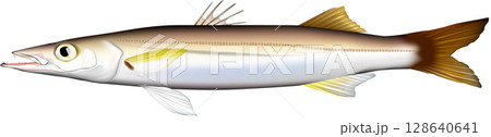 キス　魚 イラスト