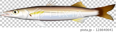 カマス (アカカマス) イラスト 真横 カマス (アカカマス) イラスト 真横 128640641