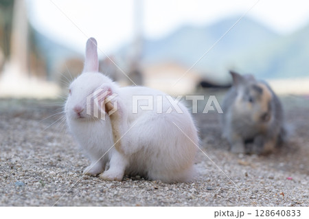 白い子ウサギの視力検査 128640833