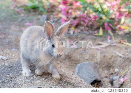 子うさぎのお散歩 128640836