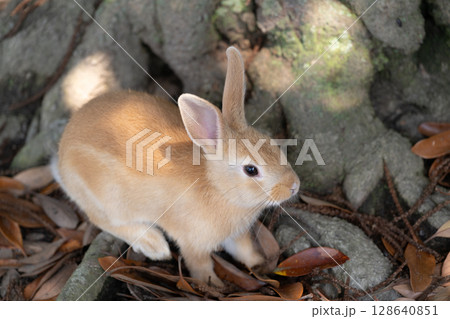 木の根元でくつろぐ子うさぎ 128640851