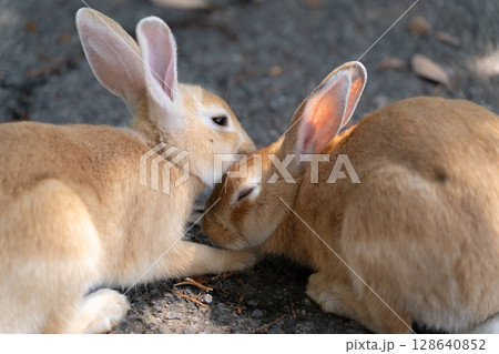 愛に満たされるウサギ 128640852