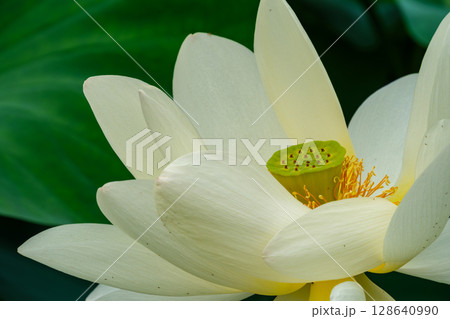 輝く花びら 輝く花びら 128640990