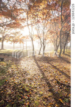 高原の秋色イメージ(蒜山高原) 高原の秋色イメージ(蒜山高原) 128641226