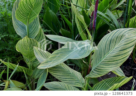 縞模様のカンナの葉 縞模様のカンナの葉 128641373