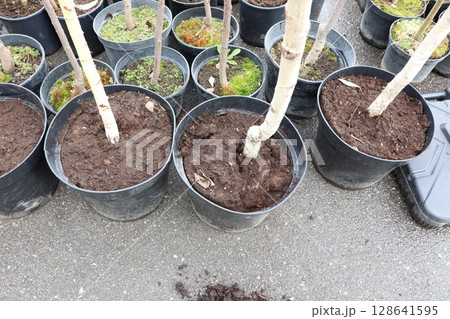 A Diverse Selection of Healthy Young Trees in Pots Available for Sale to Everyone Interested A Diverse Selection of Healthy Young Trees in Pots Available for Sale to Everyone Interested 128641595