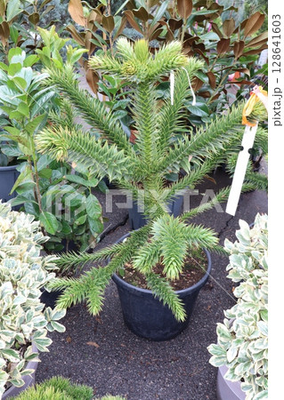 Exotic Greenhouse Plant featuring Unique Needlelike Foliage that captivates the senses 128641603