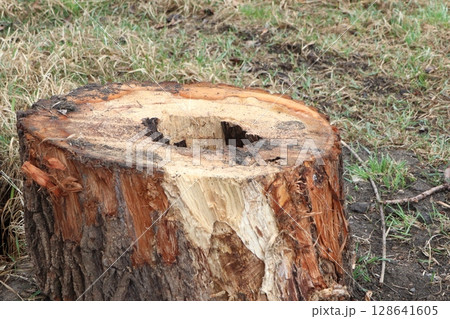 Weathered Tree Stump Located in a Beautiful Natural Setting Surrounded by Natures Splendor 128641605