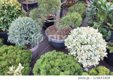 A Wide Variety of Potted Shrubs and Diverse Foliage Plants for Your Home and Garden Decor 128641606