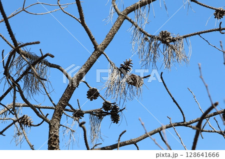 The branches of a tree adorned with cones beautifully contrast against a clear blue sky 128641666