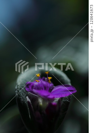 紫の花を咲かせたトラディスカンティア・シラモンタナを撮影した写真 128641673