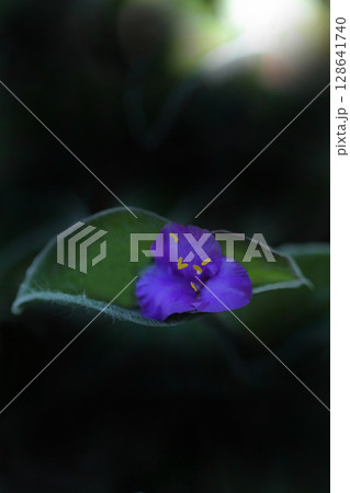 木漏れ日に輝くトラディスカンティア・シラモンタナ 木漏れ日に輝くトラディスカンティア・シラモンタナ 128641740