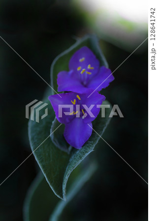 木漏れ日に輝くトラディスカンティア・シラモンタナ 木漏れ日に輝くトラディスカンティア・シラモンタナ 128641742