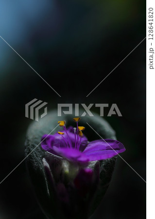 進歩的なトラディスカンティア・シラモンタナ 進歩的なトラディスカンティア・シラモンタナ 128641820