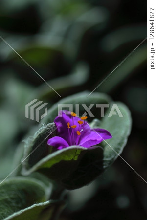冬の花壇に咲く紫色のトラディスカンティア・シラモンタナの花 冬の花壇に咲く紫色のトラディスカンティア・シラモンタナの花 128641827